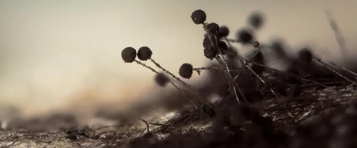 Чем опасна чёрная плесень на стенах дома для человека и как избавиться от грибка