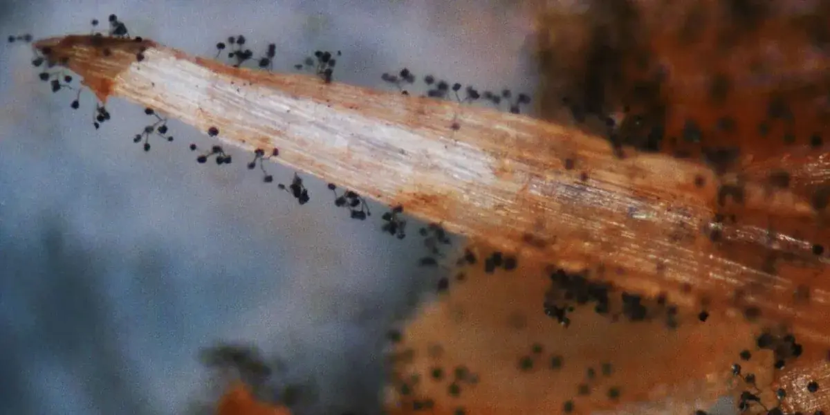 Чем опасна чёрная плесень на стенах дома для человека и как избавиться от грибка