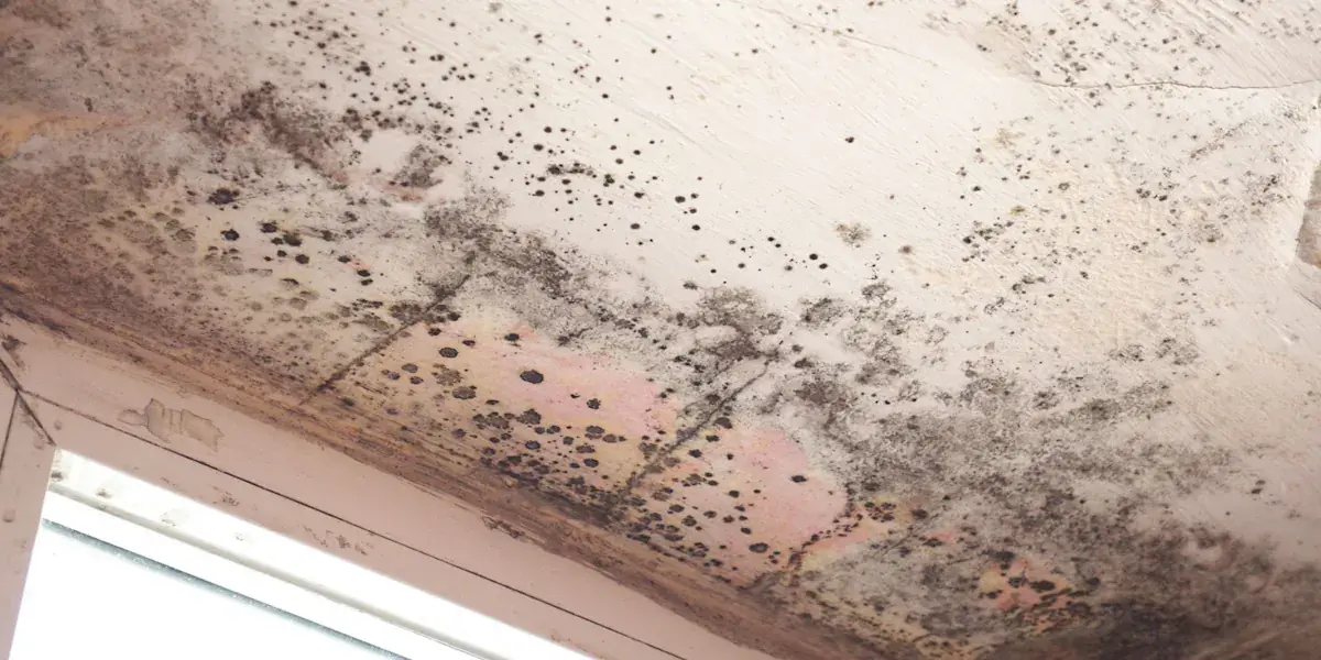 Чем опасна чёрная плесень на стенах дома для человека и как избавиться от грибка